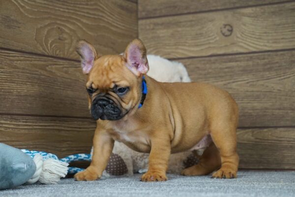 Taco French Bulldog