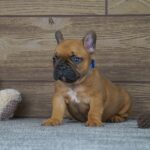 Taco-male-french-bulldog-puppy-for-sale- (2)