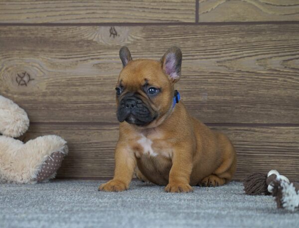 Taco French Bulldog