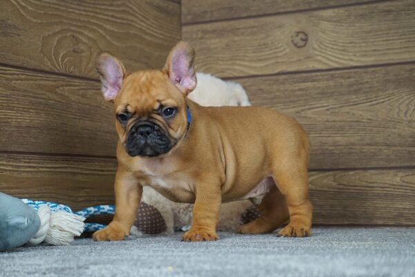 Taco French Bulldog