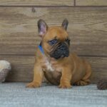 Taco-male-french-bulldog-puppy-for-sale- (3)