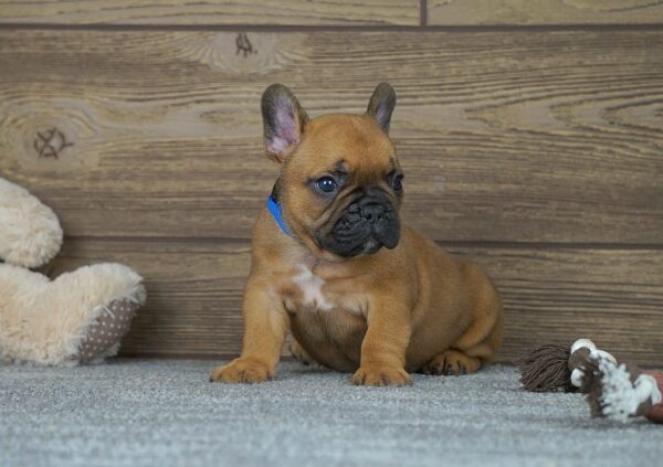 Taco French Bulldog