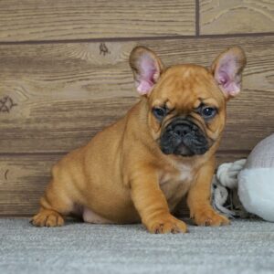 Taco French Bulldog