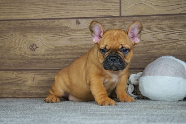 Taco French Bulldog