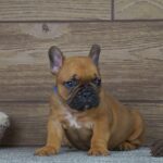 Theodora French Bulldog