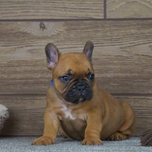 Taco French Bulldog