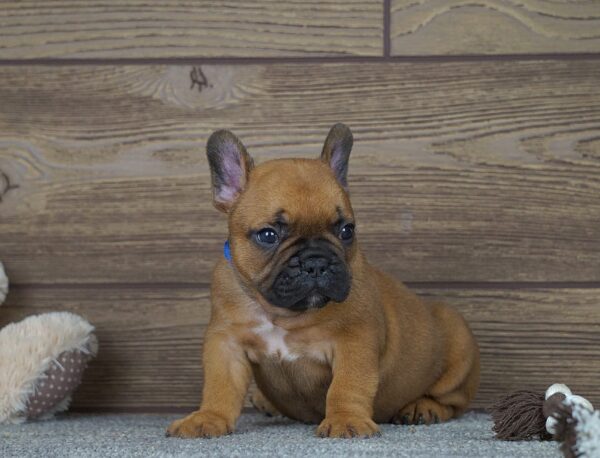 Taco French Bulldog