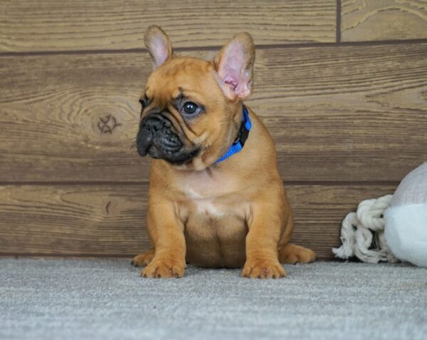 Taco French Bulldog