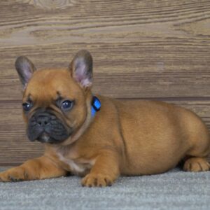 Taco French Bulldog