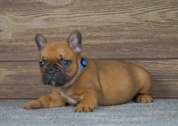 Taco French Bulldog
