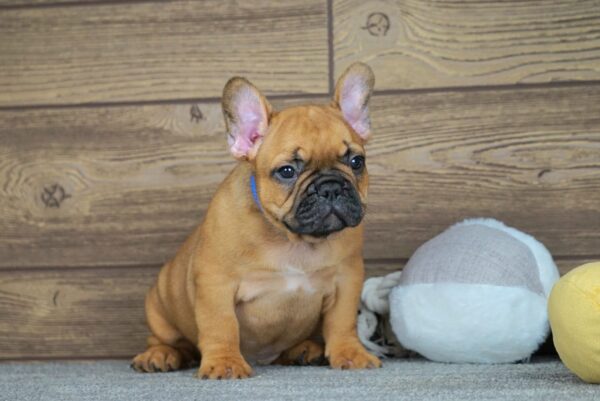 Taco French Bulldog