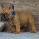 Taco-male-french-bulldog-puppy-for-sale- (6)