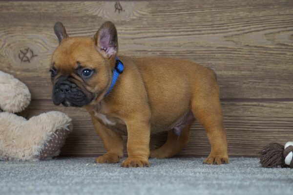 Taco French Bulldog