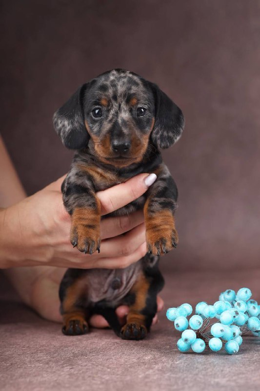 Taris Miniature Dachshund