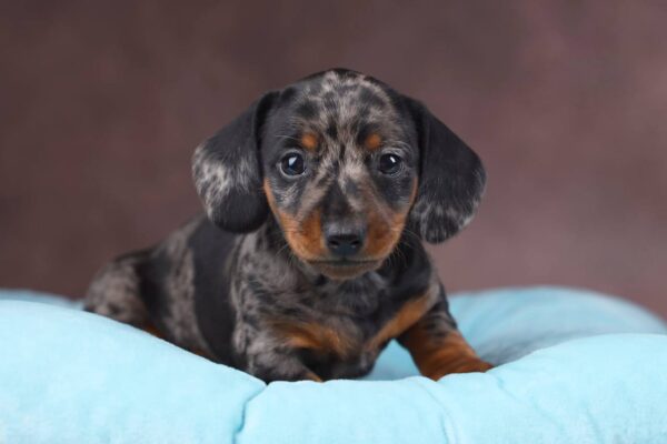Taris Miniature Dachshund