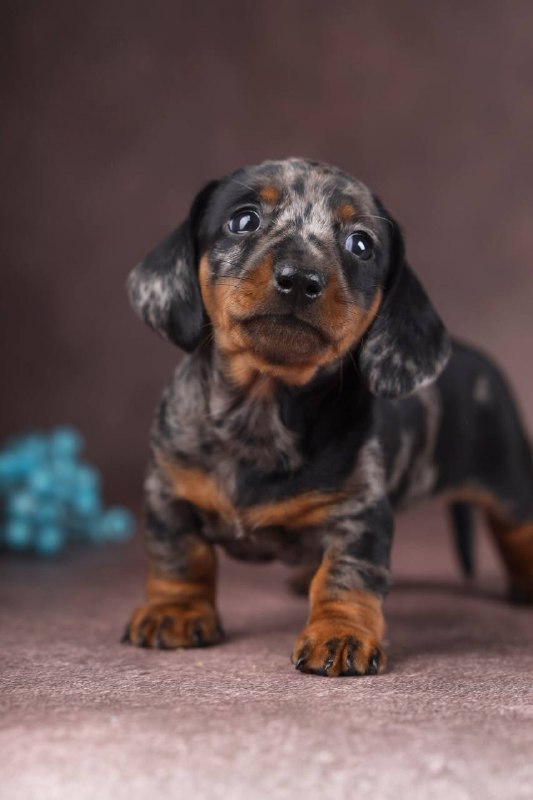 Taris Miniature Dachshund