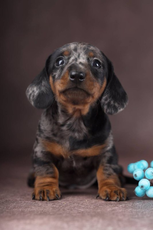 Taris Miniature Dachshund