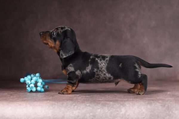 Taris Miniature Dachshund