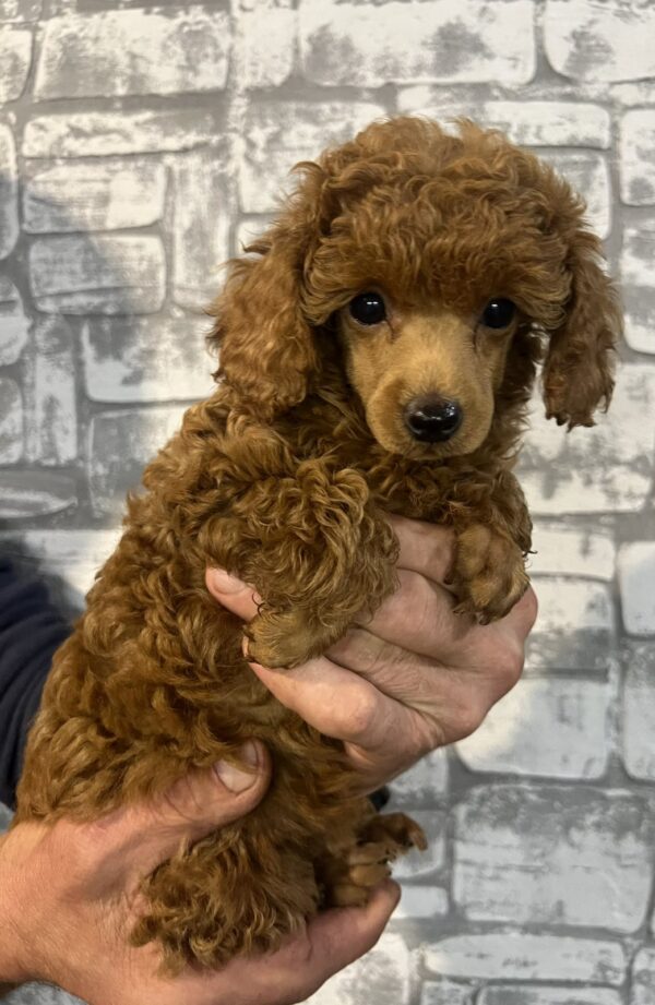 Tasha Miniature Poodle