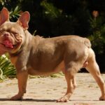 Teddy-male-french-bulldog-puppy-for-sale- (1)