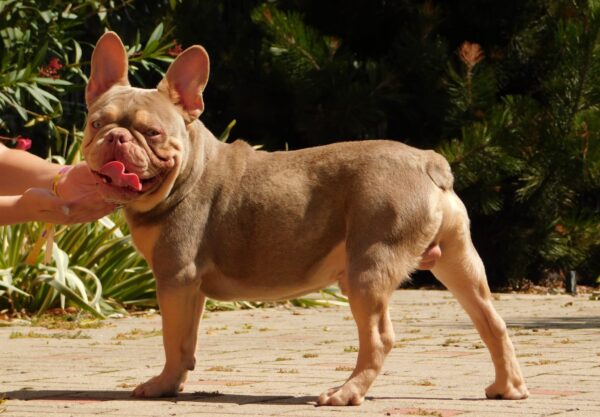 Teddy French Bulldog