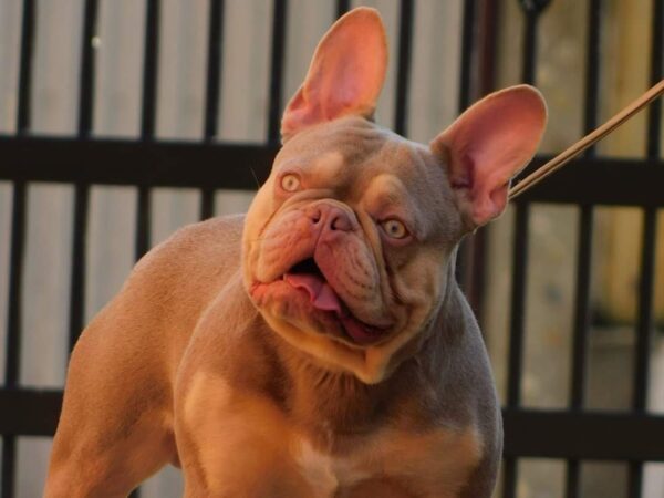 Teddy French Bulldog