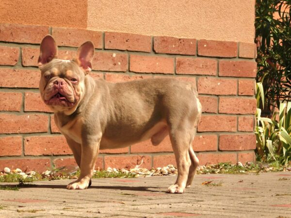 Teddy French Bulldog
