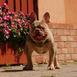 Teddy-male-french-bulldog-puppy-for-sale- (4)