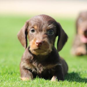 Teo Miniature Dachshund