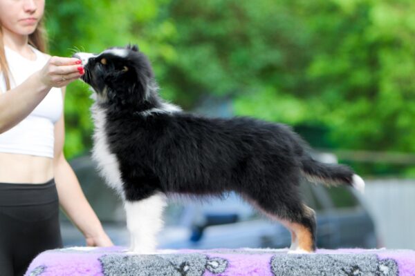 Teodor Australian Shepherd