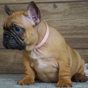 Tessa French Bulldog