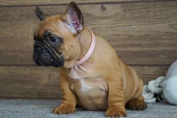 Tessa French Bulldog