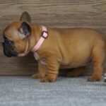 Tessa-female-french-bulldog-puppy-for-sale- (1)
