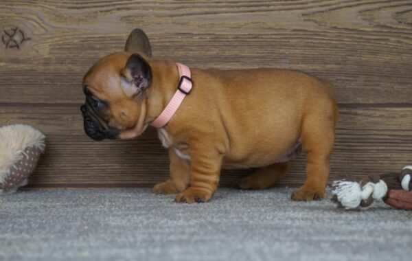 Tessa French Bulldog