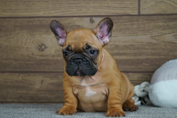 Tessa French Bulldog