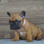 Tessa-female-french-bulldog-puppy-for-sale- (2)