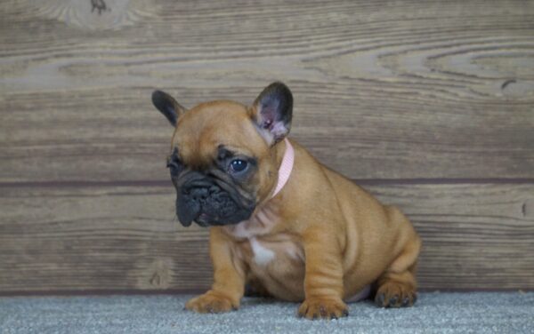 Tessa French Bulldog