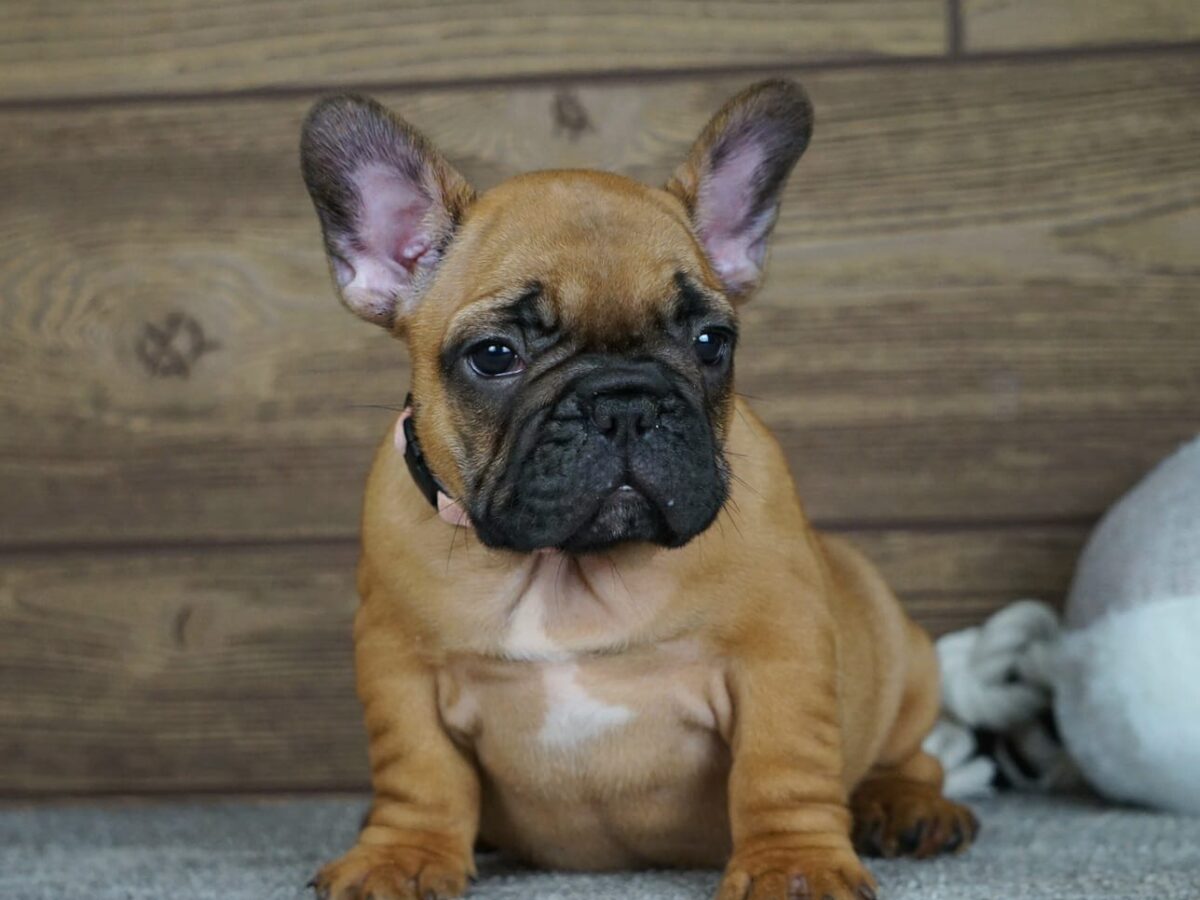 Tan French French Bulldog Red Sable Blue Sable French Bulldog Full