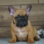 Taco French Bulldog