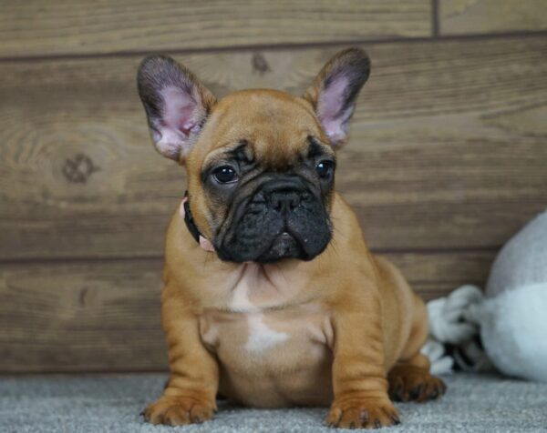 Tessa French Bulldog