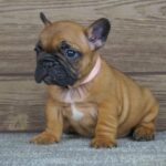 Tessa-female-french-bulldog-puppy-for-sale- (3)