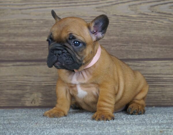 Tessa French Bulldog