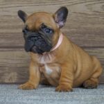 Taco French Bulldog