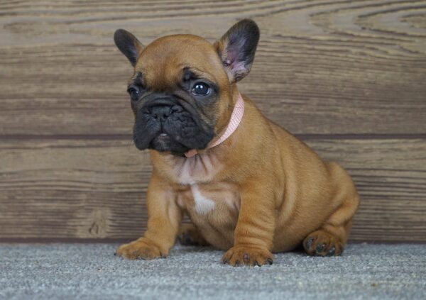 Tessa French Bulldog