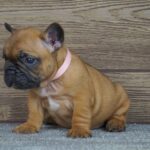 Tessa-female-french-bulldog-puppy-for-sale- (5)