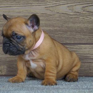 Tessa French Bulldog