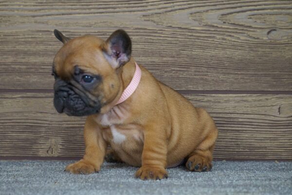 Tessa French Bulldog