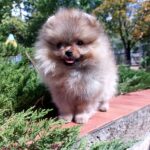 Tiaya Pomeranian