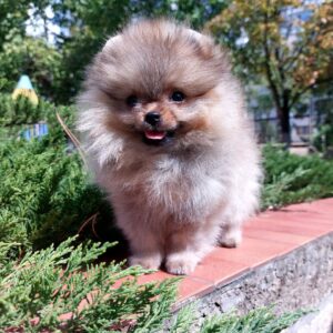 Teya Pomeranian