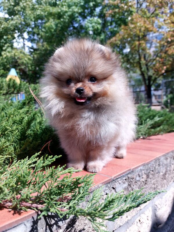 Teya Pomeranian